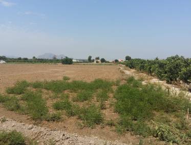 Bestaand - Finca - Daya Nueva