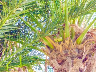 Bestaand - Villa - Campoamor