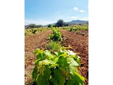 Bestaand - Villa - Jalón Valley - Jalon