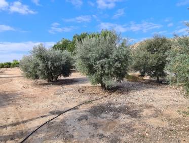 Bestaand - Villa - Orihuela Costa - Orihuela