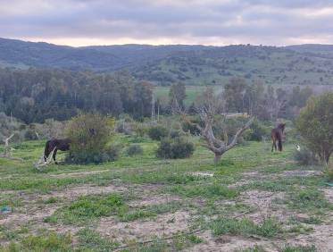 Bestaand - Villa - San Martín del Tesorillo