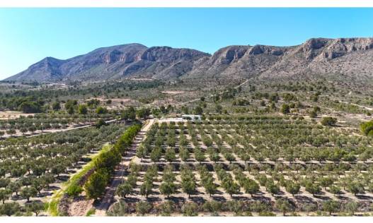 Bouwperceel - Bestaand - Hondón de las Nieves - Hondón de las Nieves / el Fondó de les Neus