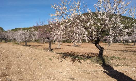 Finca - Bestaand - Bullas - Bullas