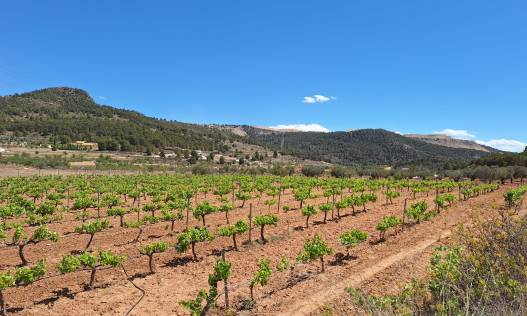 Grond - Bestaand - Pinoso - Pinoso