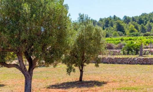 Bestaand - Finca - Jalón Valley - Jalón Vallei