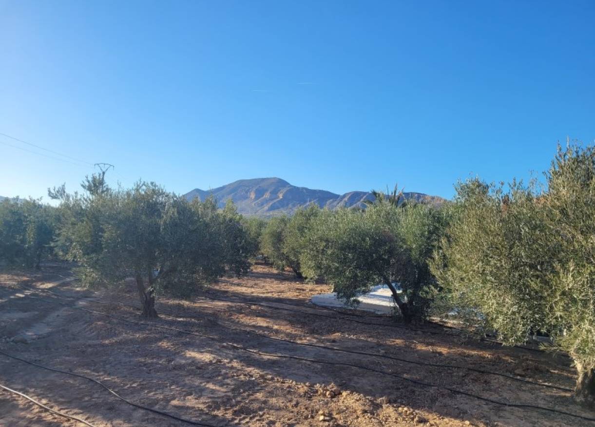 Bestaand - Villa - Hondón de las Nieves - Hondón de las Nieves / el Fondó de les Neus