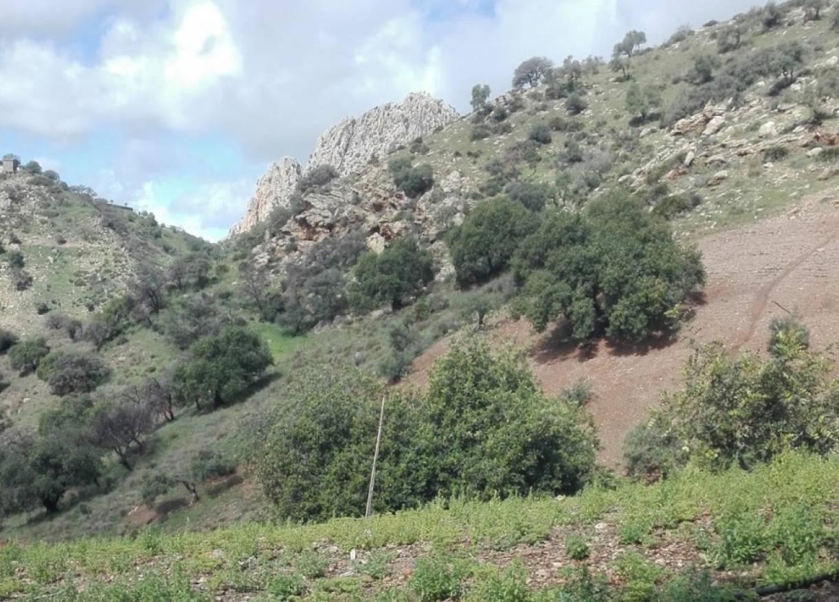 Bestaand - Villa - Álora