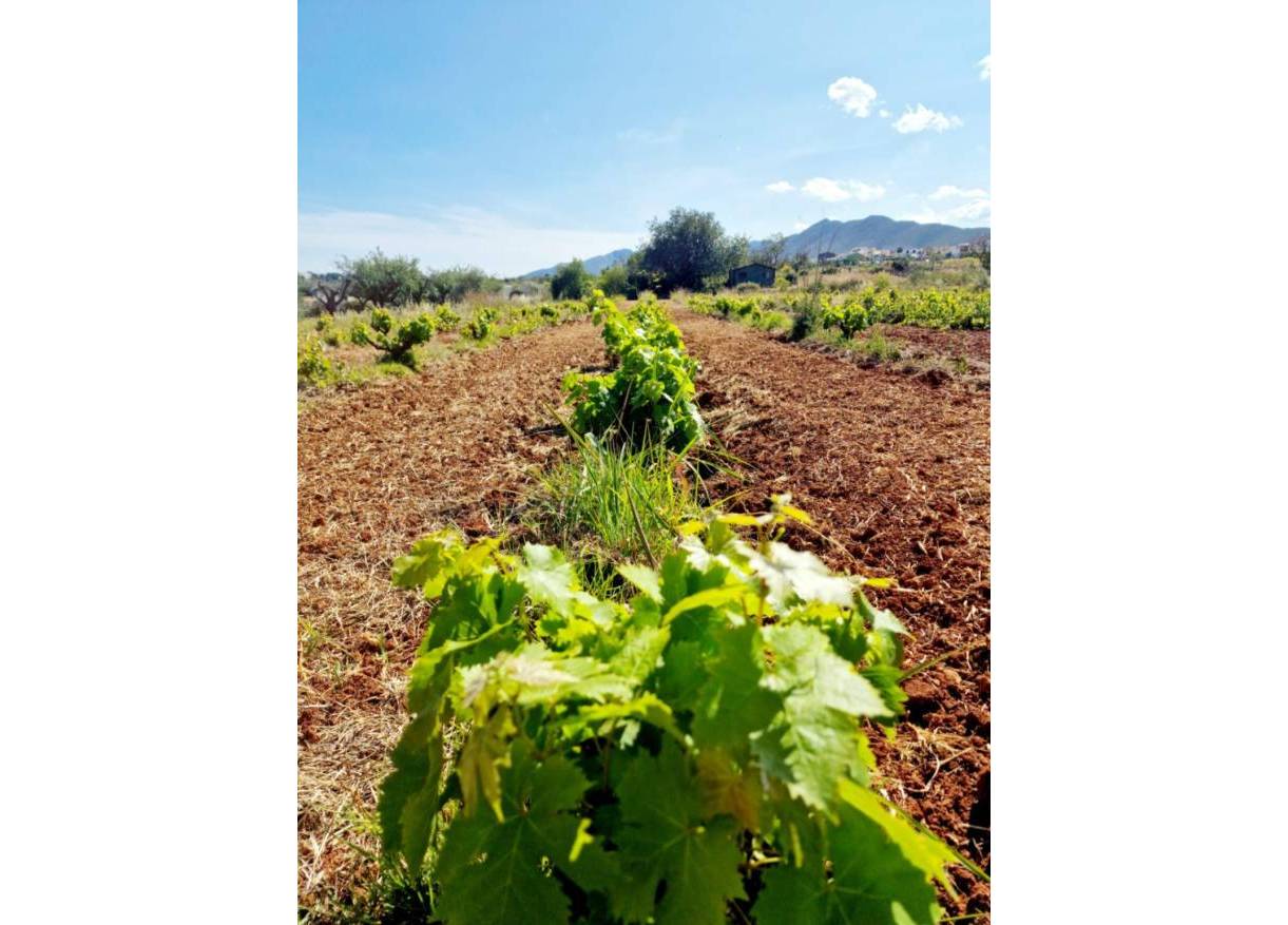 Bestaand - Villa - Jalón Valley - Jalon