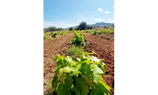 Bestaand - Villa - Jalón Valley - Jalon