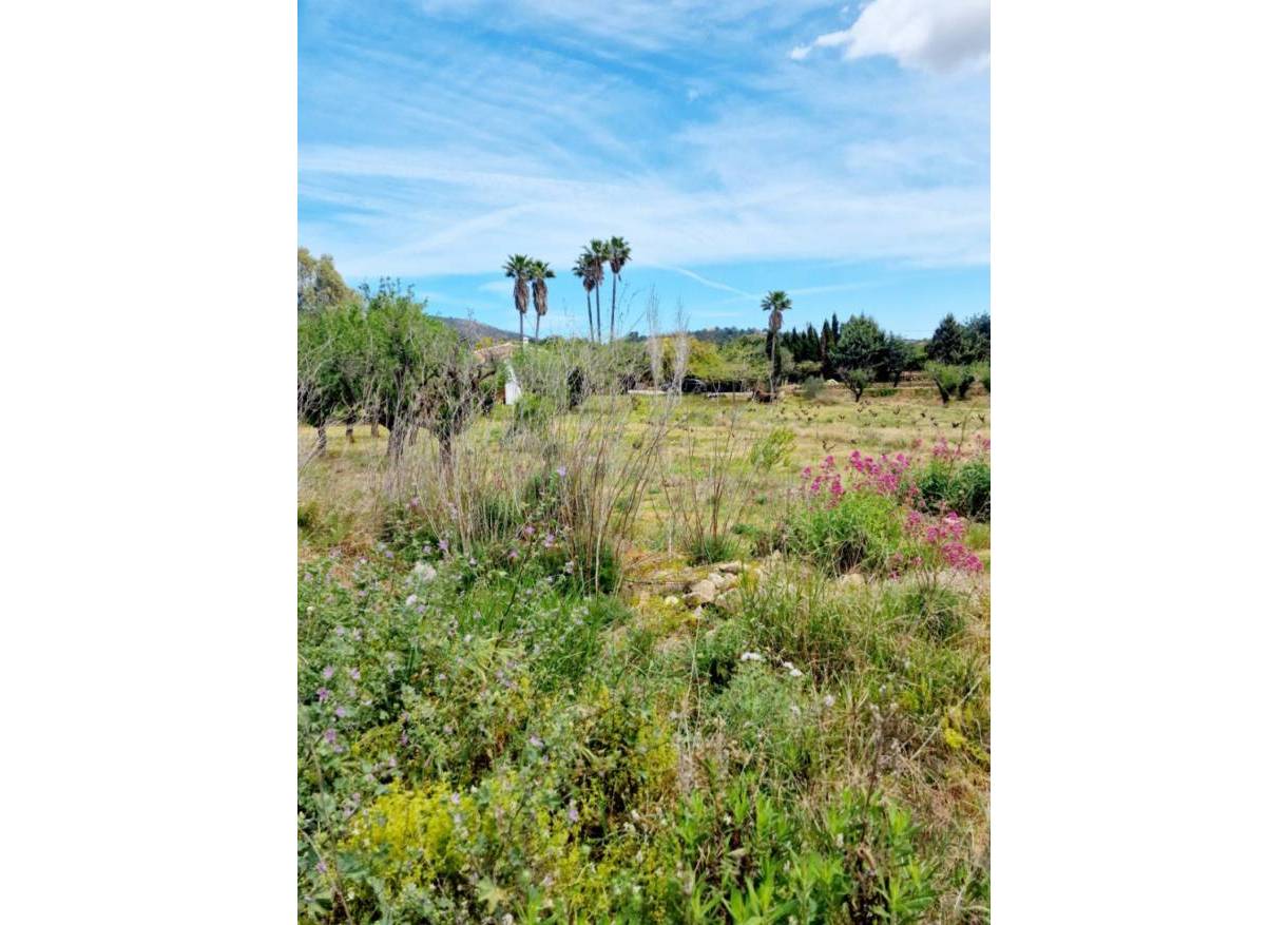 Bestaand - Villa - Jalón Valley - Jalon