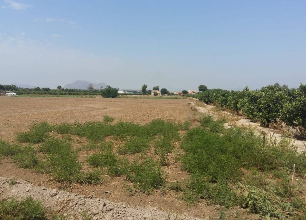Bestaand - Finca - Daya Nueva