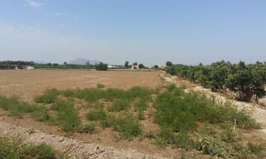 Bestaand - Finca - Daya Nueva