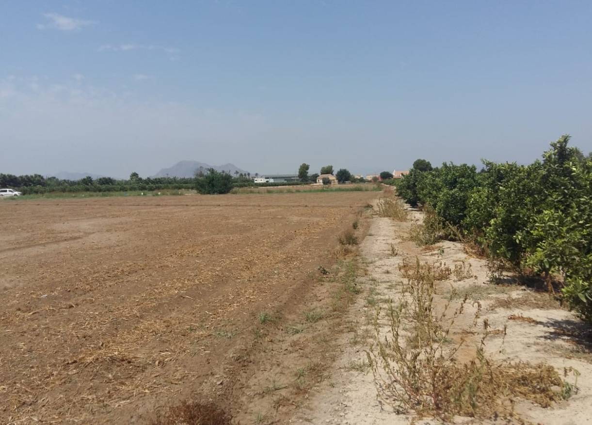 Bestaand - Finca - Daya Nueva