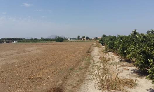 Bestaand - Finca - Daya Nueva