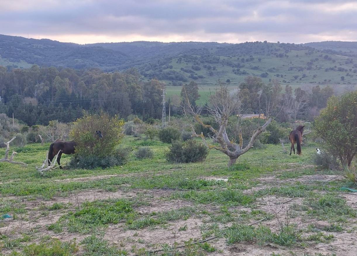 Bestaand - Villa - San Martín del Tesorillo