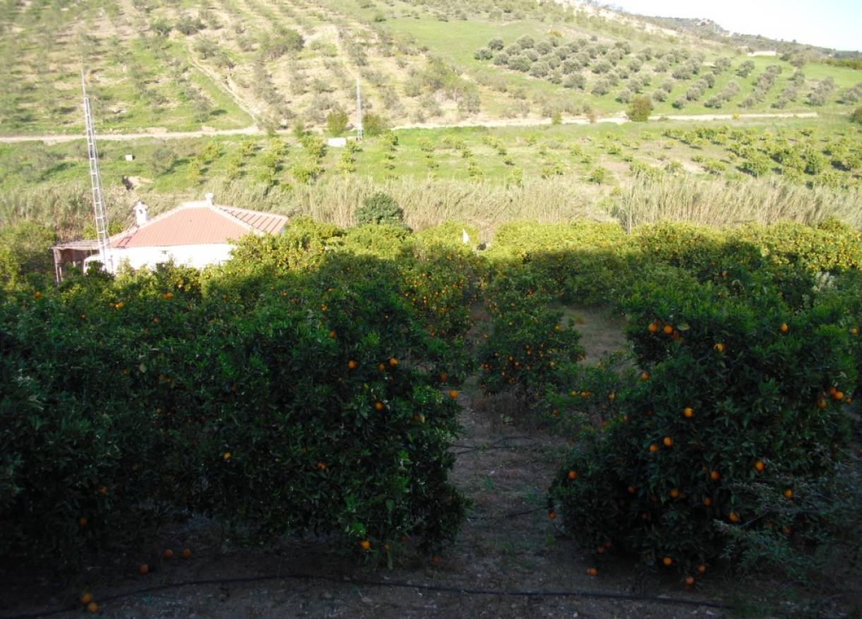 Bestaand - Villa - Tolox