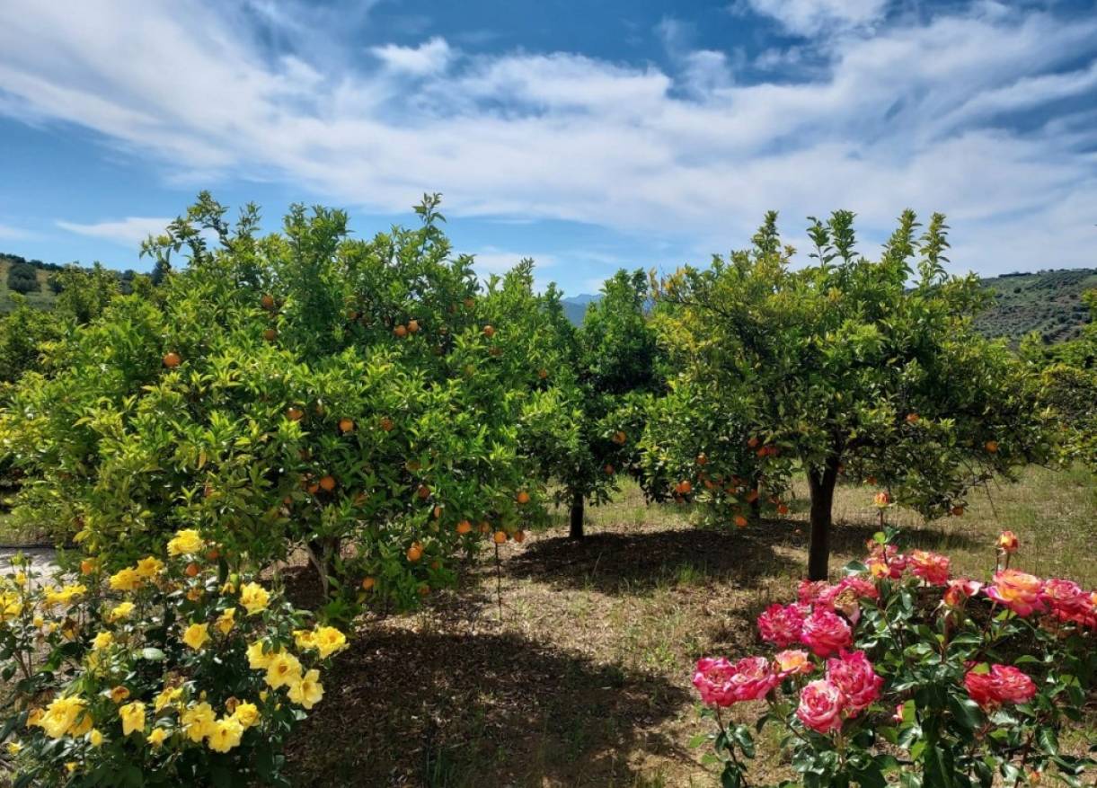 Bestaand - Villa - Tolox