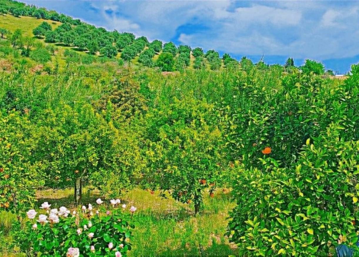 Bestaand - Villa - Tolox