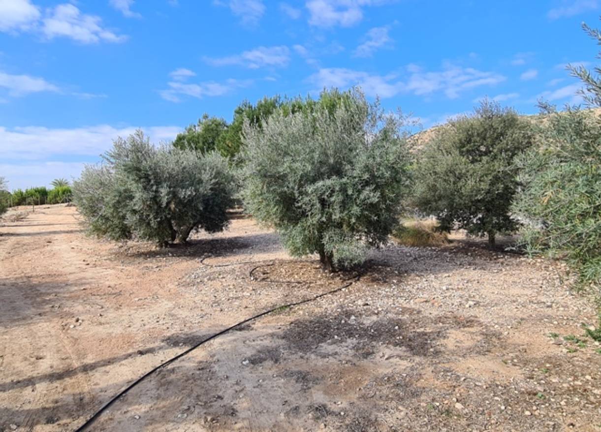Bestaand - Villa - Orihuela Costa - Orihuela